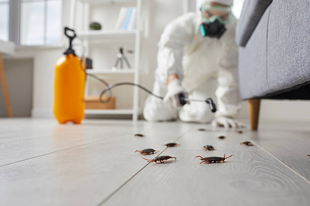 Commercial Rodent Management in Pacific City